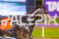 2025_PACEPIX_GP30052025_RACE4_SugarApple_WIN_WEB-19
