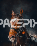 2025_PACEPIX_GP30052025_RACE4_SugarApple_WIN_WEB-25