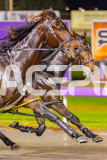 2025_PACEPIX_GP30052025_RACE4_SugarApple_WIN_WEB-3