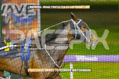 2026_PACEPIX_GP09102026_RACE4_SweetPins_WIN_WEB-8