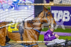 2026_PACEPIX_GP08092026_RACE4_Travelban_WIN_WEB-9