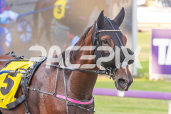 Tualou_03-04-2026_WIN_Gloucester-Park_4__11