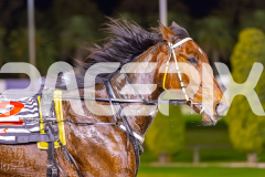 2025_PACEPIX_GP02092025_RACE4_UnderTheAlta_WIN_WEB-21