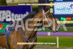 2026_PACEPIX_GP16102026_Race4_ImStealthy_WIN_WEB-14