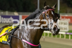 Aldebaran-Boyd_14-04-2026_WIN_Gloucester-Park_5__10