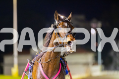 2025_PACEPIX_GP02092025_RACE5_AlderbaranBoyd_WIN_WEB-21