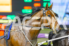 2025_PACEPIX_GP09052025_RACE5_AltaTribute_WIN_WEB-12