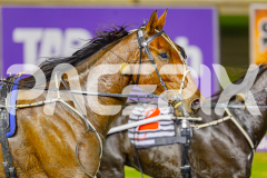 2025_PACEPIX_GP09052025_RACE5_AltaTribute_WIN_WEB-13