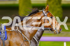 2025_PACEPIX_GP09052025_RACE5_AltaTribute_WIN_WEB-14