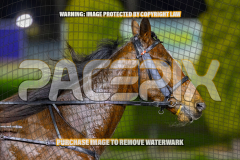 2026_Pacepix_GP31072026_Race5_AmericanBlaze_WIN_WEB-14