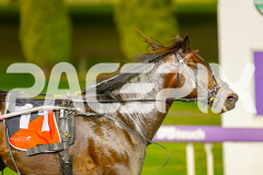 2025_PACEPIX_GP06052025_RACE5_Apologize_WIN_WEB-15