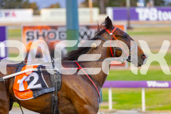 2025_PACEPIX_GP18112025_RACE5_Arum_WIN_WEB-17