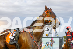 2025_PACEPIX_GP18112025_RACE5_Arum_WIN_WEB-21