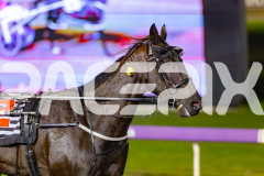 2026_PACEPIX_GP10072026_Race5_BettorsPride_WIN_WEB-19
