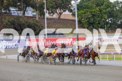 2025_PACEPIX_GP02122025_Race5_Brookvalegirl_WIN_WEB-1