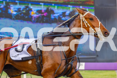 2025_PACEPIX_GP02122025_Race5_Brookvalegirl_WIN_WEB-3