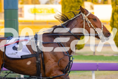 2025_PACEPIX_GP02122025_Race5_Brookvalegirl_WIN_WEB-4