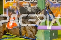 2025_PACEPIX_GP10102025_RACE5_CopyCatQueen_WIN_WEB-16