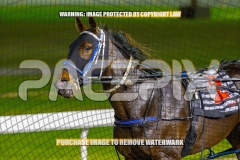 2026_PACEPIX_GP16102026_Race5_CopyCatQueen_WIN_WEB-15