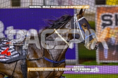 2026_PACEPIX_GP16102026_Race5_CopyCatQueen_WIN_WEB-4