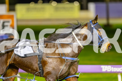 2025_PACEPIX_GP04072025_Race5_CopyCatQueen_WIN_WEB-10