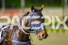 2025_PACEPIX_GP04072025_Race5_CopyCatQueen_WIN_WEB-12