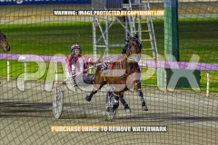RACE 5 - Cordero
