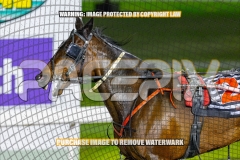 2026_PACEPIX_GP06102026_Race5_Cordero_WIN_WEB-23