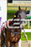 2026_PACEPIX_GP21042026_RACE5_DougsLegacy_WIN_WEB-15