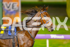 2025_PACEPIX_GP25042025_RACE5_GullyGum_WIN_WEB-18