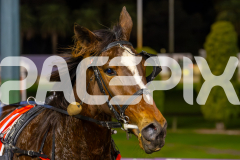 2025_PACEPIX_GP18062025_RACE5_HEAVENLY-GIPSY_WIN_WEB-10