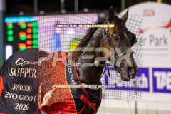 Hez-The-Boss_25-09-2026_WIN_Gloucester-Park_5__09