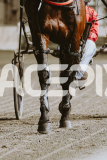 2026_PACEPIX_GP12062026_RACE5_HotlyPursued_WIN_WEB-4