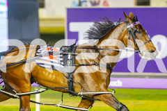 2025_PACEPIX_GP21112025_RACE5_LittleDarling_WIN_WEB-9