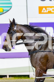 2026_PACEPIX_GP18042026_RACE5_LittleDarling_WIN_WEB-18