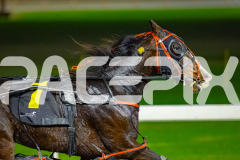 2026_PACEPIX_GP07072026_Race5_LouLamour_WIN_WEB-7