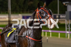Lou-Lamour_07-07-2026_WIN_Gloucester-Park_5__10