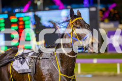 2025_PACEPIX_GP10062025_RACE5_LucyVictoria_WIN_WEB-19