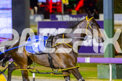 2025_PACEPIX_GP05122025_RACE5_MagnificentStorm_WIN_WEB-30