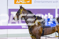 2025_PACEPIX_GP05122025_RACE5_MagnificentStorm_WIN_WEB-33
