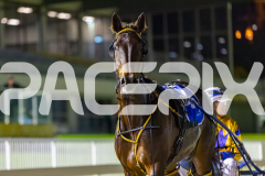 2025_PACEPIX_GP05122025_RACE5_MagnificentStorm_WIN_WEB-38