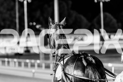 2025_PACEPIX_GP05122025_RACE5_MagnificentStorm_WIN_WEB-6