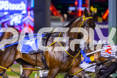 2025_PACEPIX_GP05122025_RACE5_MagnificentStorm_WIN_WEB-8