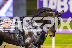 2026_PACEPIX_GP24042026_Race5_MagnificentStorm_WIN_WEB-15