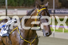2026_GP13022026_RACE5_MagnificentStorm_WIN_WEB-11