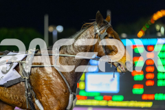 2026_PACEPIX_GP19052026_RACE5_Mcgree_WIN_WEB-16
