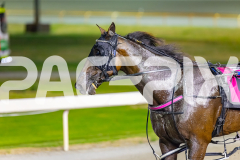 2026_PACEPIX_GP20032026_RACE5_Minstrel_WIN_WEB-13