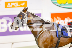 2025_PACEPIX_GP02052025_Race5_MisterSmartee_WIN_WEB-44