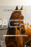2026_PACEPIX_GP25082026_RACE5_Nevelerma_WIN_WEB-3