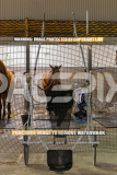 2026_PACEPIX_GP25082026_RACE5_Nevelerma_WIN_WEB-4